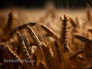 Как устроен мировой рынок пшеницы, Инвест Тоник